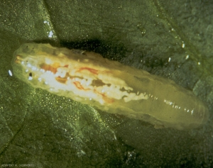 Larve du syrphe <i>Episyrphus balteatus</i>, vermiforme et beige.