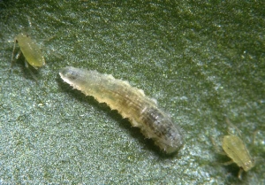 Adultes aptères d'<i>A. gossypii</i> attaqués par une larve de <i>Episyrphus balteatus</i>.