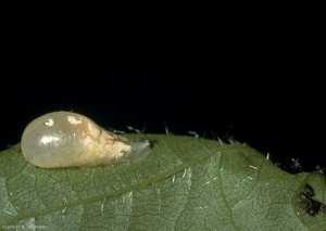 Pupe du syrphe <i>Episyrphus balteatus</i>, beige avec des taches marron, en forme de goutelette.
