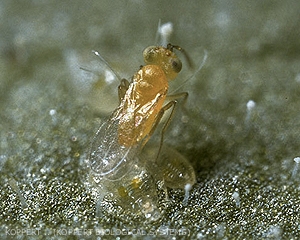 <b><i>Eretmocerus eremicus</i></b> parasitant un puparium de <b><i>Bemisia tabaci</i></b>.