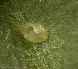 Pupe de <b><i>Trialeurodes vaporariorum</i></b> vide de laquelle a émergé un adulte d'<b><i>Eretmocerus eremicus</i></b>