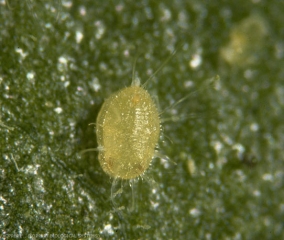 Pupe d'<b><i>Eretmocerus eremicus</i></b> dans une pupe de <b><i>Trialeurodes vaporariorum</i></b>