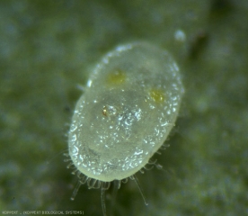 Puparium d'<b><i> Bemisia tabaci </i></b> parasitée par <b><i>Eretmocerus-eremicus</i></b>.