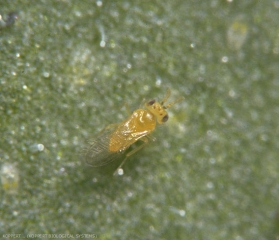 Femelle d'<b><i>Eretmocerus mundus</i></b> entièrement jaune-citron avec les ocelles rouges.