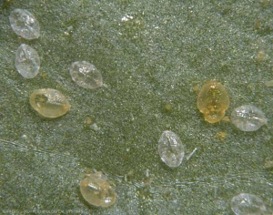 Pupariums parasités et non parasités de <b><i>Bemisia tabaci</i></b> par <b><i>Eretmocerus mundus</i></b>.