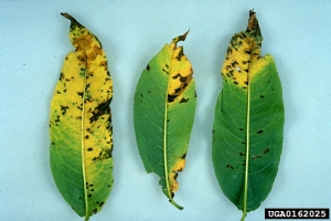 Symptômes sur feuilles de pêcher - Source : U. Mazzucchi, Università di Bologna, www.forestryimages.org