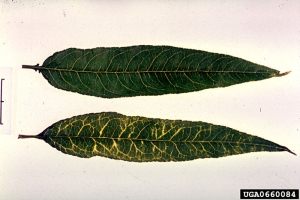 Symptômes sur feuilles de pêcher - Source : Biologische Bundesanstalt für Land- und Forstwirtschaft Archive, www.forestryimages.org