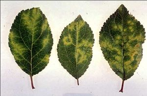 Symptômes sur feuilles de prunier (<i>P. domestica</i>) - Source : Biologische Bundesanstalt für Land- und Forstwirtschaft Archive, www.forestryimages.org