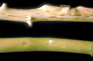 Plants de <i>C. x aurantiifolia</i> ; en bas : plant sain ; en haut : plant inoculé montrant des symptômes sur bois - Source : L. Navarro, Instituto Valenciano de Investigaciones Agrarias, www.forestryimages.org