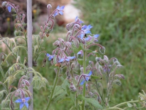 Borago-officinalis4