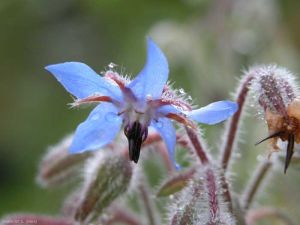 Borago-officinalis5