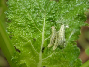 Les chenilles de <i>Evergestis forficalis</i> se tiennent au centre de la plante sur les jeunes feuilles. Ce papillon a deux générations par an. <b>Pyrale du chou</b> (garden pebble)