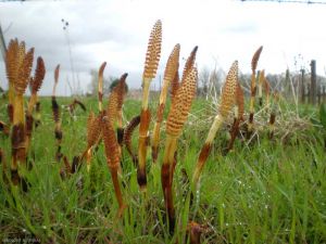 equisetum-telmateia7