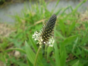 Plantago-lanceolata6