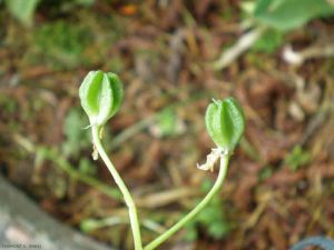 Ornithogalum-umbellatum7