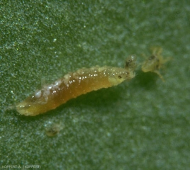 Larve de <i>Feltiella acarisuga</i> s'attaquant à un acarien phytophage, le tétranyque tisserant, <i>T. urticae</i>.
