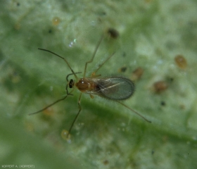Feltiella acarisuga adulte