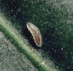 Larve de Feltiella acarisuga