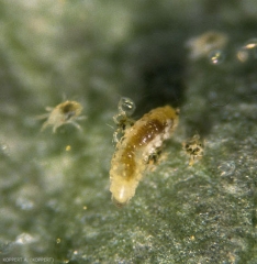 Larve de la cécidomie <i>Feltiella acarisuga</i> s'attaquant à un acarien phytophage, le tétranyque tisserant <i>T. urticae</i>.