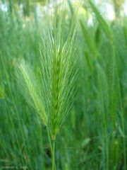 Hordeum-murinum5