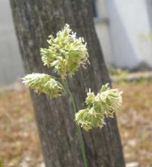 dactylis_glomerata5