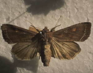 Adulte de la noctuelle <i>Lacanobia oleracea</i>.