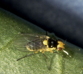 Liriomyza-bryoniae2