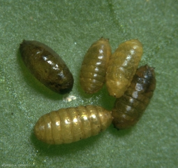 Pupes de <i>Liriomyza bryoniae</i>, mises en places à l'extérieur des mines foliaires.