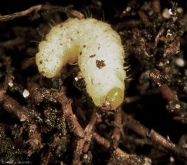 Larve d'<i>Otiorhyncus sulcatus</i>, en train de consommer des racines à l'aide de ses mandibules.