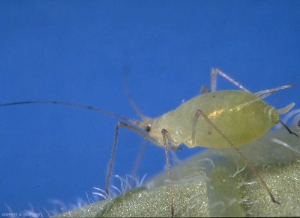 Macrosiphum-euphorbiae1