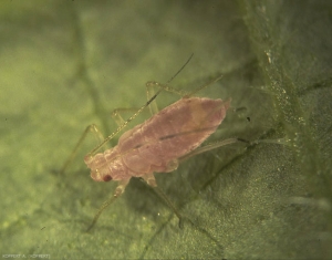 Macrosiphum-euphorbiae2