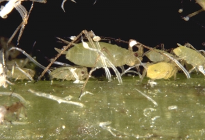 Macrosiphum-euphorbiae5