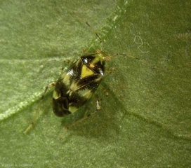 Liocoris-tripustulatis1