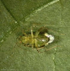 Liocoris-tripustulatis2