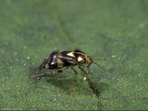 Liocoris-tripustulatis3