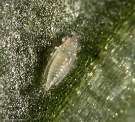 Echinothrips-americanus3