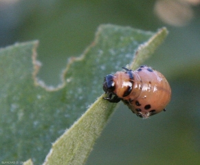 Leptinotarsa-decemlineata12