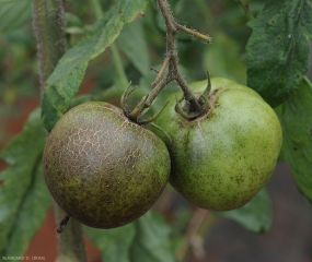 Aculops-lycopersici7