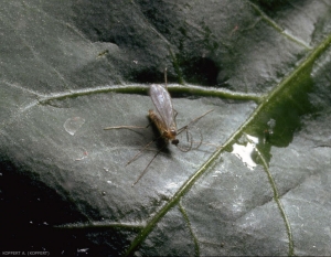 Aphidoletes-aphidimyza2