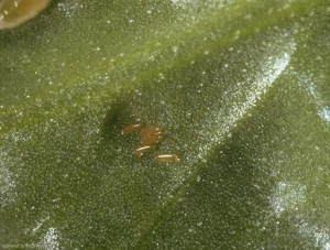 Aphidoletes-aphidimyza4