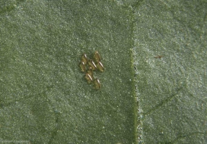 Ponte d'<i>Aphidoletes aphidimyza</i>. Les oeufs sont ovales, orangés translucides.