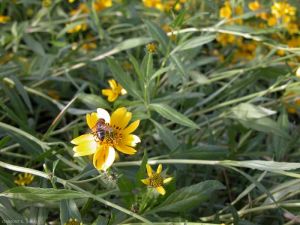 bidens-aurea3