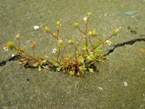 saxifraga-tridactylites6