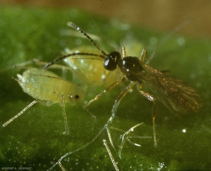 Un adulte d'<b><i>Aphidius matricariae</i></b> en présence de pucerons.