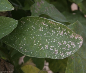 Tâches argentées à la surface d'une feuille d'aubergine, liées à la présence de thrips.