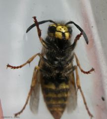 vespula-germanica5