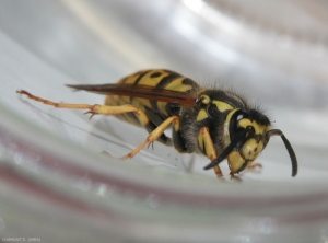 <i>Vespula germanica</i> femelle hivernante. <b>Guêpe germanique</b> (german wasp)