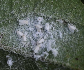 Les <b>aleurodes</b> sont des petits insectes ailés, de couleur blanche, de 1,2 à 1,5 mm de long. Ils sont recouverts de grains de cire blancs, leur donnant un aspect enfariné. Leurs larves sont aplaties, au contour ovale et cilié.  