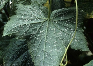 De très nombreux aleurodes parsèment cette feuille de concombre.