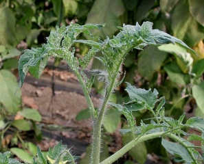 De nombreuses mouches blanches prolifèrent sur les feuilles de l'apex de ce pied de tomate. <b>aleurodes</b>